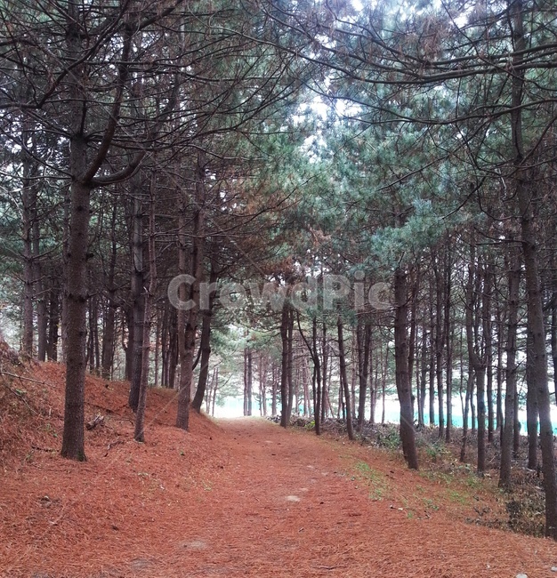 잣나무숲,힐링숲,피톤치드,산책길,치유,자연,풍경,nature,landscape,tree,나무,plant,식물,ground,바닥
