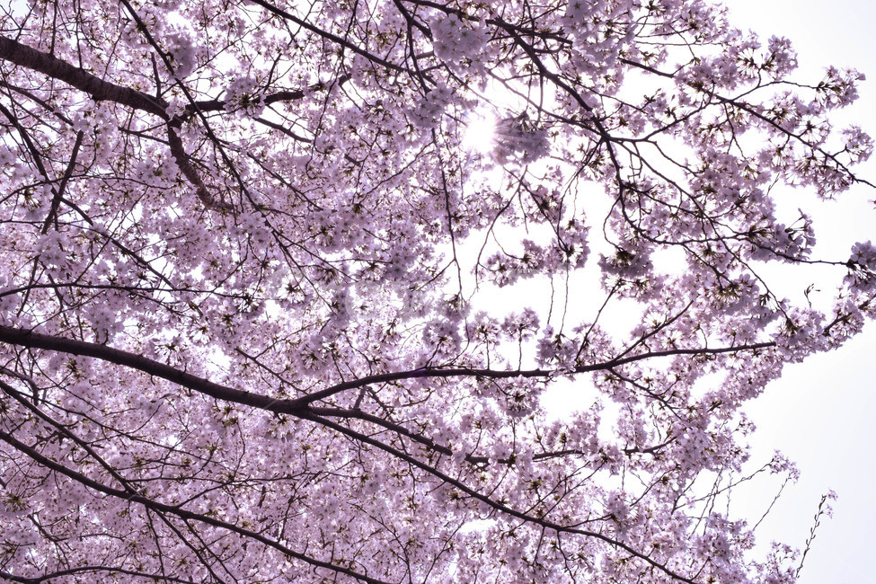 풍성,벛꽃,꽃,하늘,나무,봄,계절,spring,season,자연,풍경,nature,landscape,plant,식물,blossom,flower,cherry blossom,벚꽃