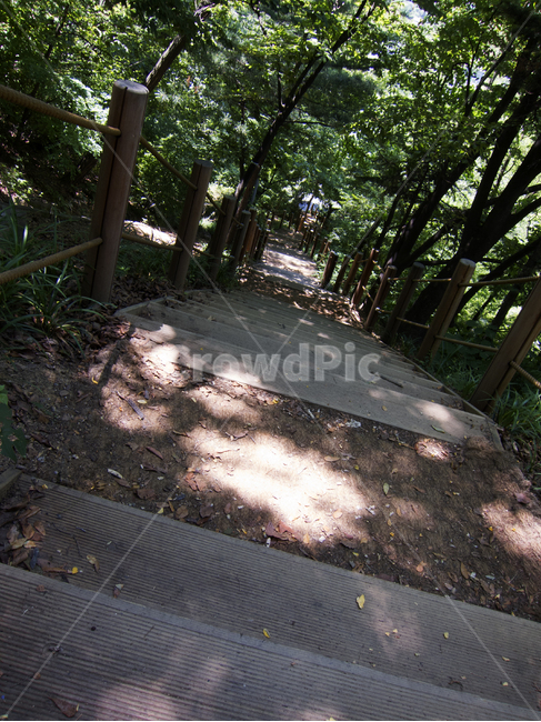 숲속,숲길,여름,시원한곳,피서,summer,woods,path