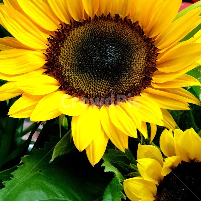 해바라기,sunflower,꽃,flower,yellow,식물,자연,plants,nature,꽃,flower