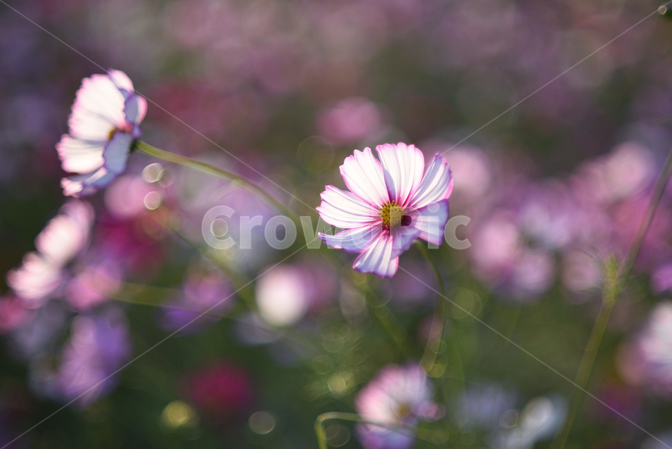코스모스,식물,풍경,꽃,야생화,가을꽃,flower,가을,가을,계절,fall,autumn,season,식물,자연,plants,nature,꽃,flower,plant