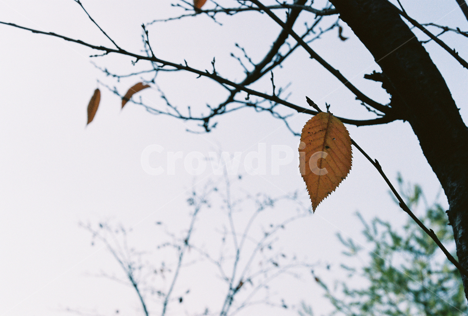 나무,낙옆,나뭇잎,쓸쓸함,마지막잎새,가을,계절,fall,autumn,season,veins,정맥