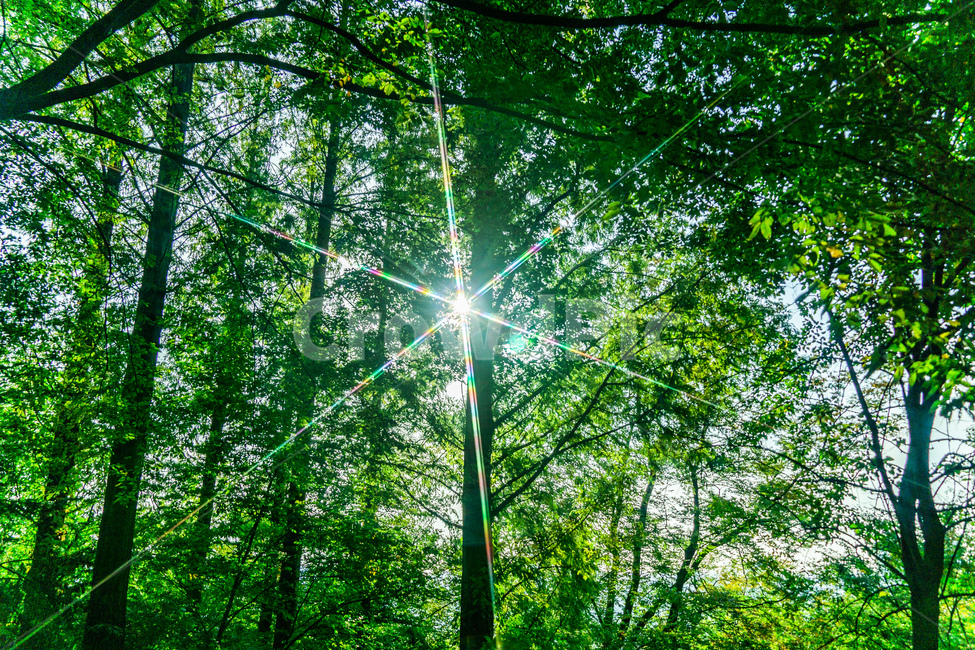 light,빛,flare,플레어,sunlight,식물,plant,햇빛,크로스필터