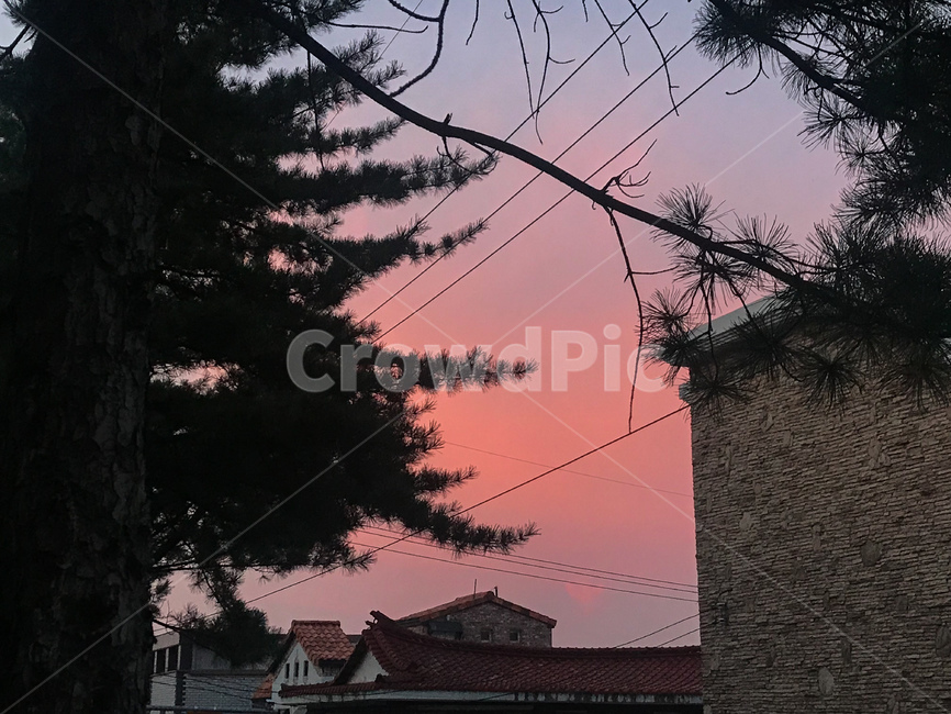 일몰,sunset,감성,노을,석양,하늘,빨간,붉은,해질녘,색감,핑크,소나무,분홍