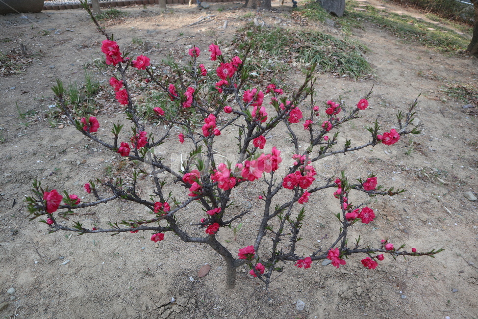 봄꽃,꽃,꽃나무,핑크꽃,분홍꽃,핫핑크,핑크,분홍,봄,계절,spring,season,식물,자연,plants,nature,꽃,flower,plant