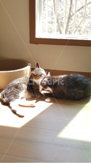 고양이,cat,그루밍,햇빛,코숏,스코필드