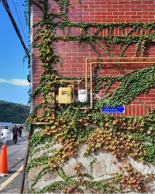 북촌,북촌한옥마을,한옥마을,서울,식물,plant,잎,leaf,leaves,가을,autumn,fall,wall,벽,벽돌,빨간벽돌,blue,하늘,sky