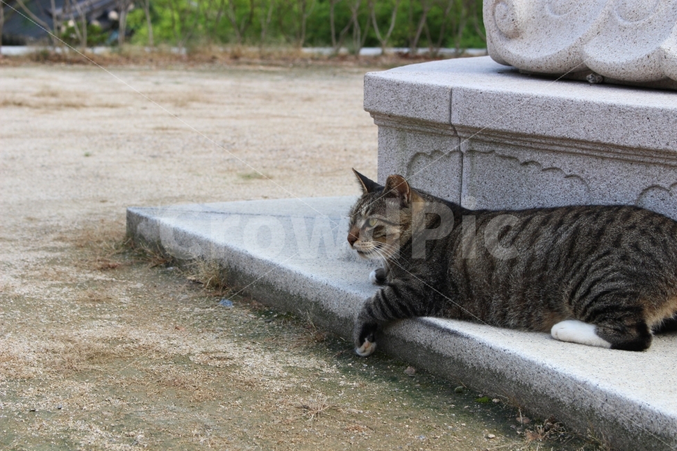 고양이,냐옹,쉼,평화,그늘,야외,정원,공원,동물,animal,고양이,cat,kitten,kitty,포유류,mammal