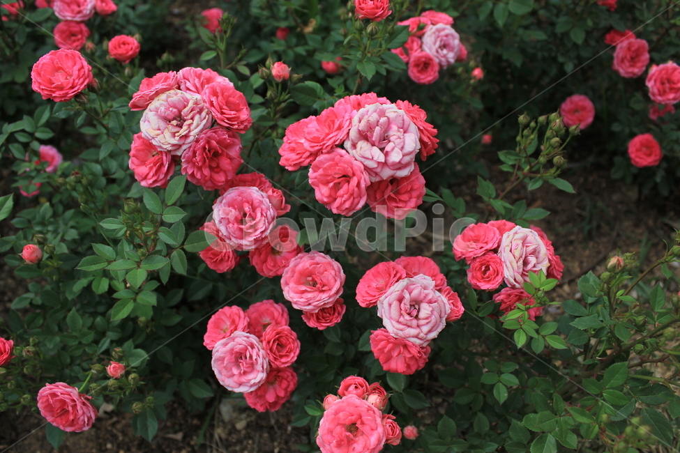 장미,장미축제,여름,분홍,꽃,식물,자연,plants,nature,꽃,flower