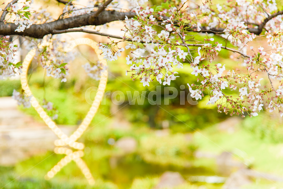 벚꽃,봄,봄꽃,꽃,식물,자연,핑크,핑크색꽃,계절,시즌,spring,春,スプリング,桜,벚나무,하트,봄,계절,spring,season,식물,자연,plants,nature,꽃,flower,plant