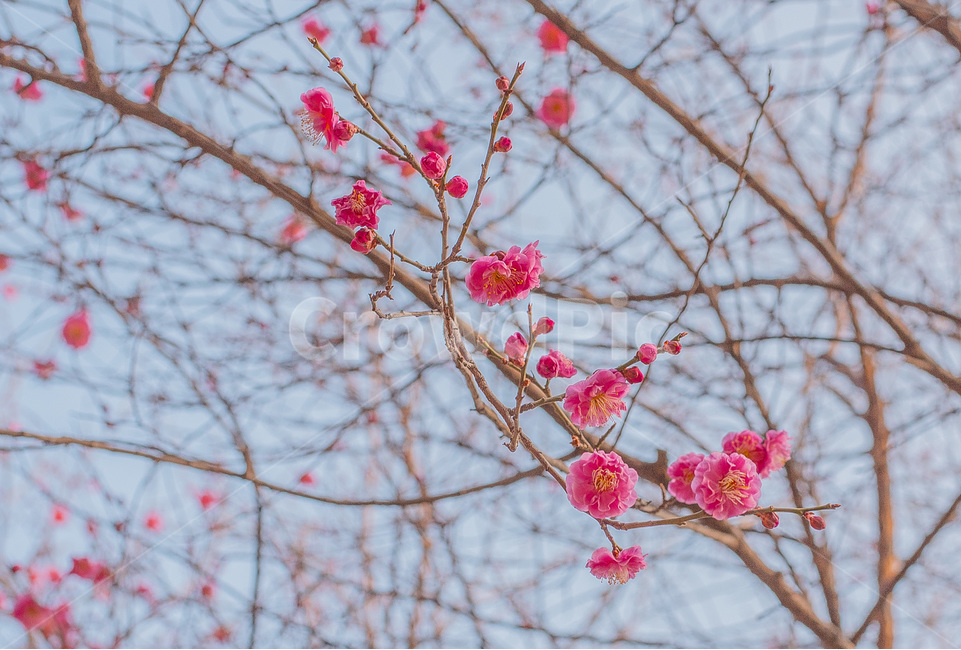 홍매화,풍경,봄,꽃,자연,봄,계절,spring,season,식물,자연,plants,nature,꽃,flower,plant
