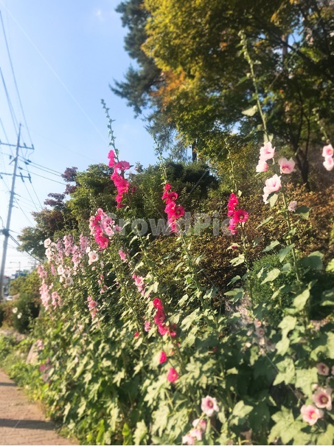 자연,꽃,풍경,산책,거리