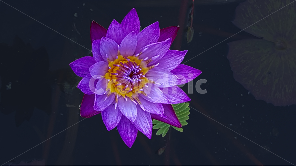 꽃,연꽃,클로즈업,불교,5월,봄,보라색,보라색꽃,봄,계절,spring,season,식물,자연,plants,nature,꽃,flower,plant,lily,백합,blossom