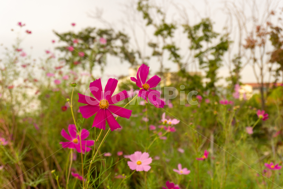 plant,식물,flower,꽃,blossom,코스모스,가을,가을색감,색감,autumn,산책,자연,공원,화단,잔디,가을,계절,fall,autumn,season,식물,자연,plants,nature,꽃,flower,geranium,제라늄