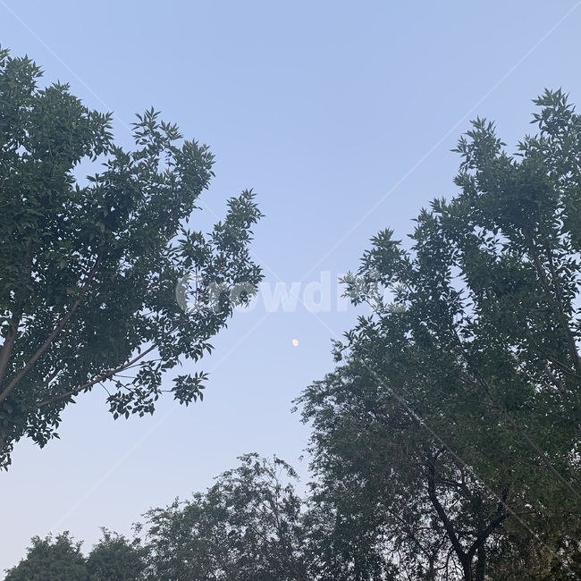 나무,하늘,낮달,달,자연
