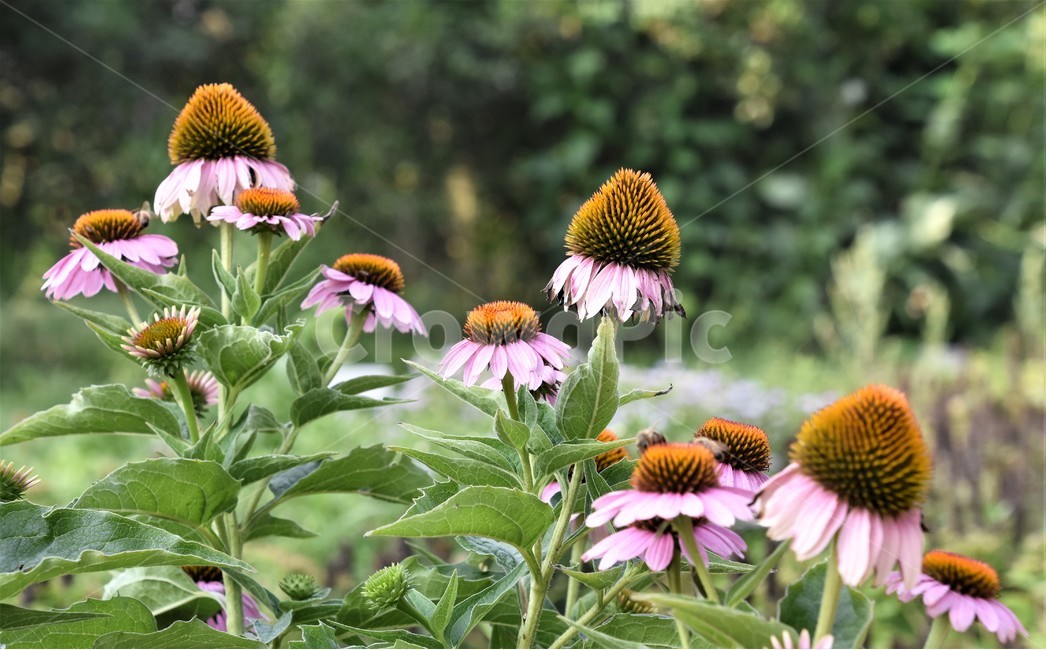 꽃,식물,정원,가을,정경,아름다움,식물,자연,plants,nature,꽃,flower