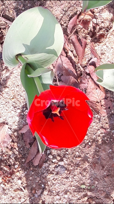 덩그러니,꽃,붉은,흙,한송이,식물,자연,plants,nature,꽃,flower