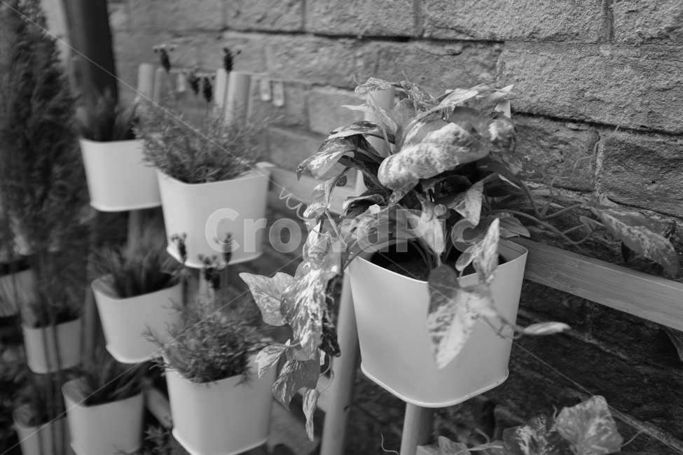 감성,흑백,꽃,길거리,꽃병,실내용화초,화분,화초,house plant,흑백,모노톤,monochrome,black and white