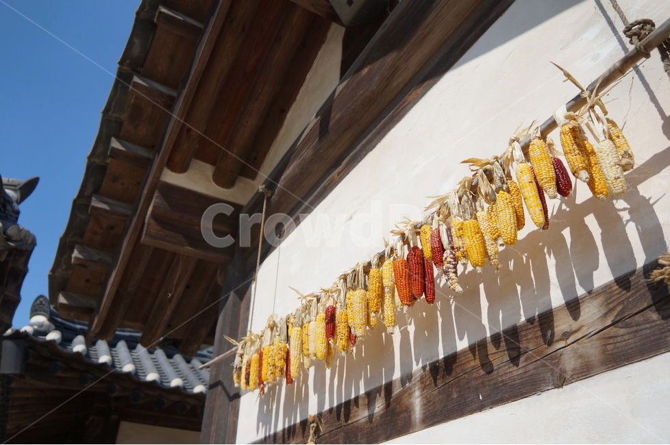 한옥,옥수수,전통,고택,추수,한국전통,한국문화,korean traditional,korean culture,음식,식재료,요리,food,cook,meal,dishes,food reserves,곡류,곡식,cereals,건축물,건물외관,exterior,building,structure,architecture,construction
