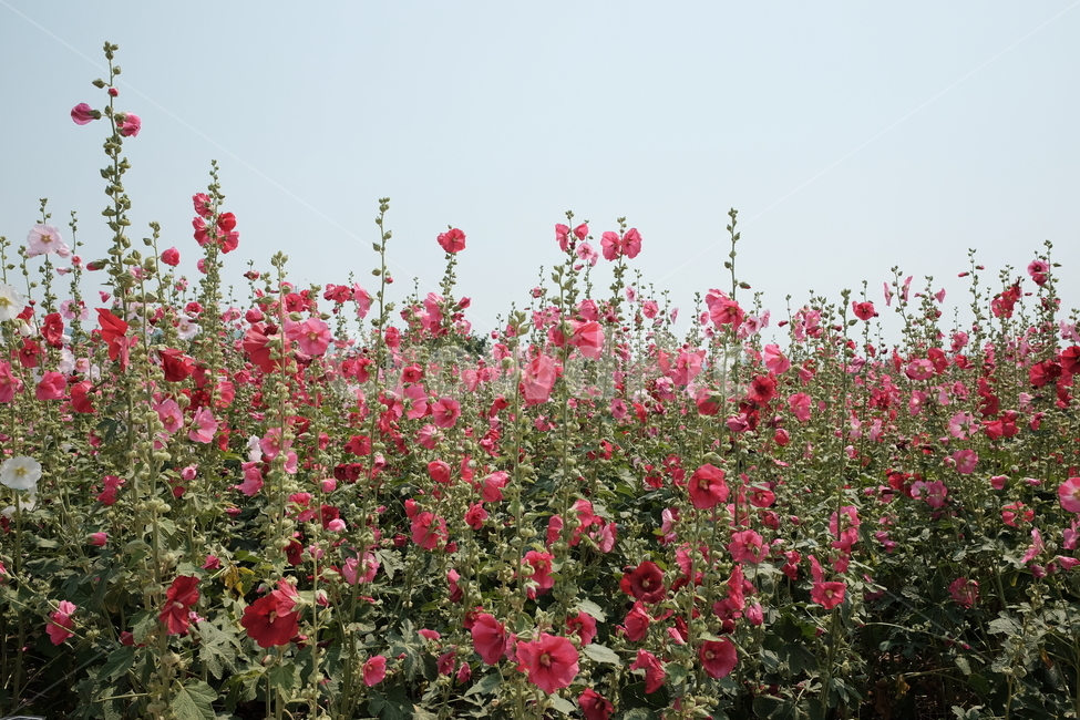 봄,접시꽃,꽃밭,여름,풍경,식물,자연,plants,nature,꽃,flower