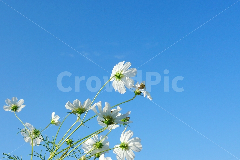 가을,자연,풍경사진,코스모스,꽃,하늘,색감,하얀코스모스,WHITE,cosmos,FLOWER,식물,자연,plants,nature,꽃,flower