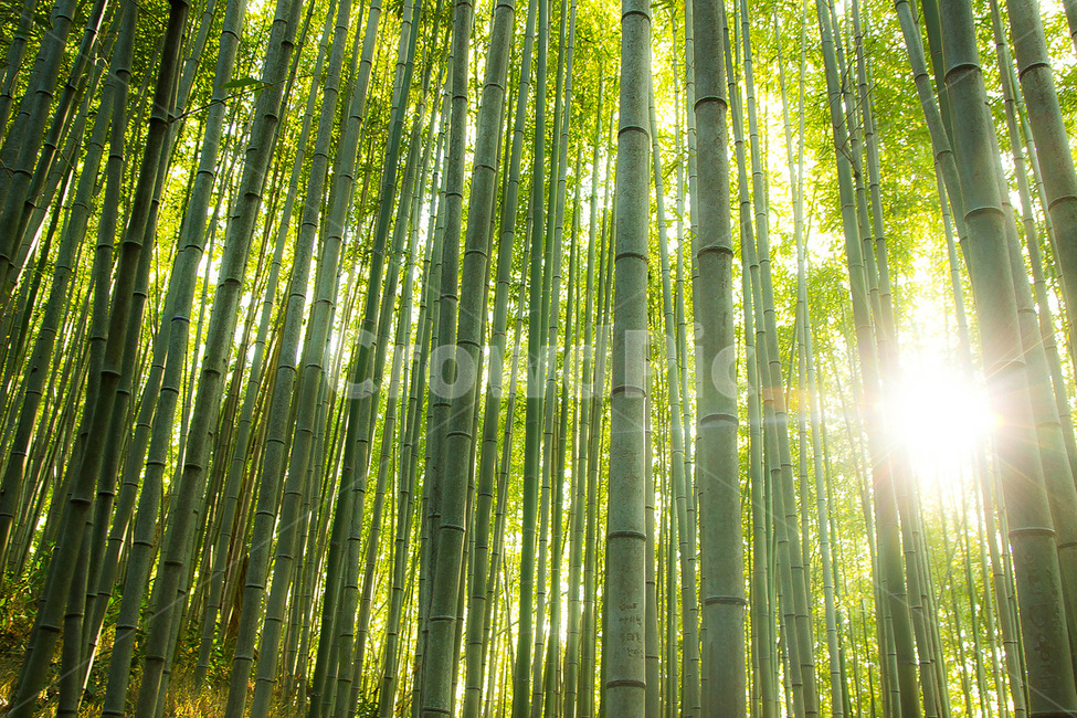 대나무,대나무숲,대나무밭,담양,죽녹원,식물,자연,plants,nature,나무,trees,wood,휴식,힐링,rest,relaxation,healing