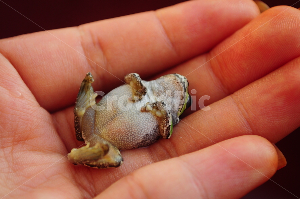 개구리,자연,양서류,참개구리,무당개구리,동물,animal,파충류,양서류,reptile,amphibian,사람,인물,인간,human,person,신체일부,몸,body