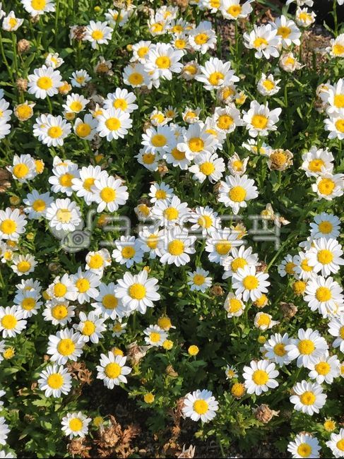 daisy, 데이지, flower, 꽃, 꽃잎, 사진,이미지,일러스트,캘리그라피 - dlgpfls1320작가