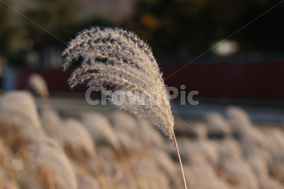 가을,억새,갈대,가을느낌,가을분위기,억새풀,풀,nature,가을,계절,fall,autumn,season,plant,식물,grass,잔디,lawn,reed