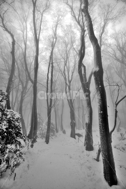 겨울나무,겨울산,한라산,제주도,어리목코스,설경,한라산설경,겨울,겨울,계절,winter,season,자연,풍경,nature,landscape