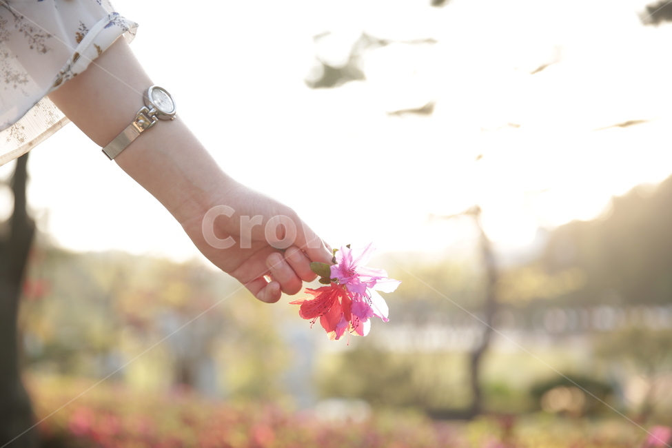 감성사진,꽃,꽃송이,감성,가을,봄,여름,꽃감성,식물,자연,plants,nature,꽃,flower,신체일부,몸,body
