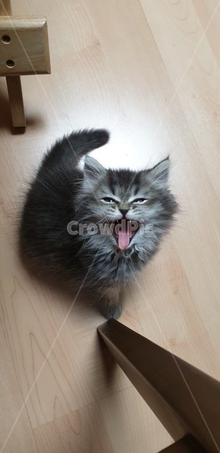 고양이,반려묘,어린고양이,새끼고양이,귀여운고양이,아기고양이,페르시안고양이,하품,애교,웃는고양이
