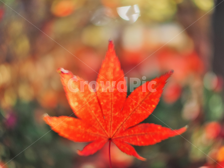 leaf,잎,plant,식물,tree,나무,fall,autumn,red,maple,단풍