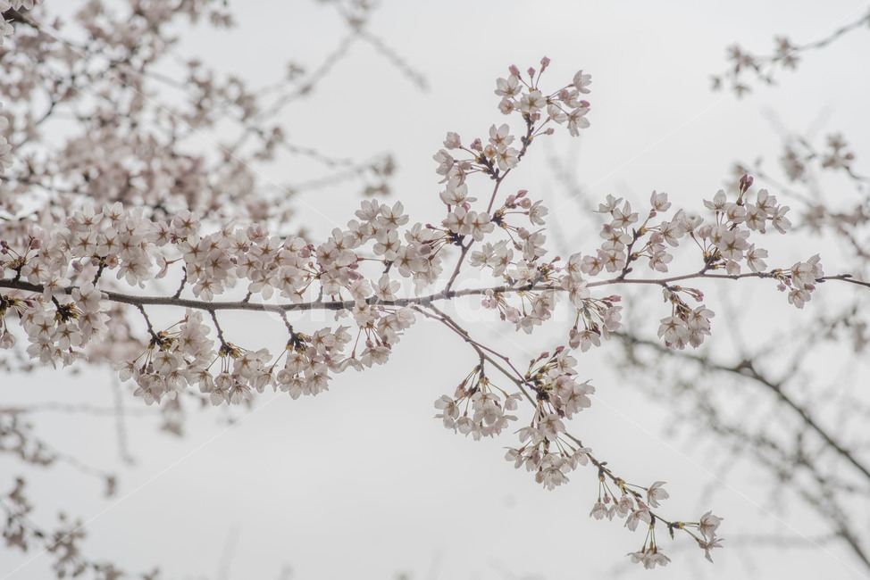 꽃,봄,봄꽃,벚꽃,벚꽃나무,꽃나무,봄,계절,spring,season,식물,자연,plants,nature,꽃,flower,plant,blossom,cherry blossom