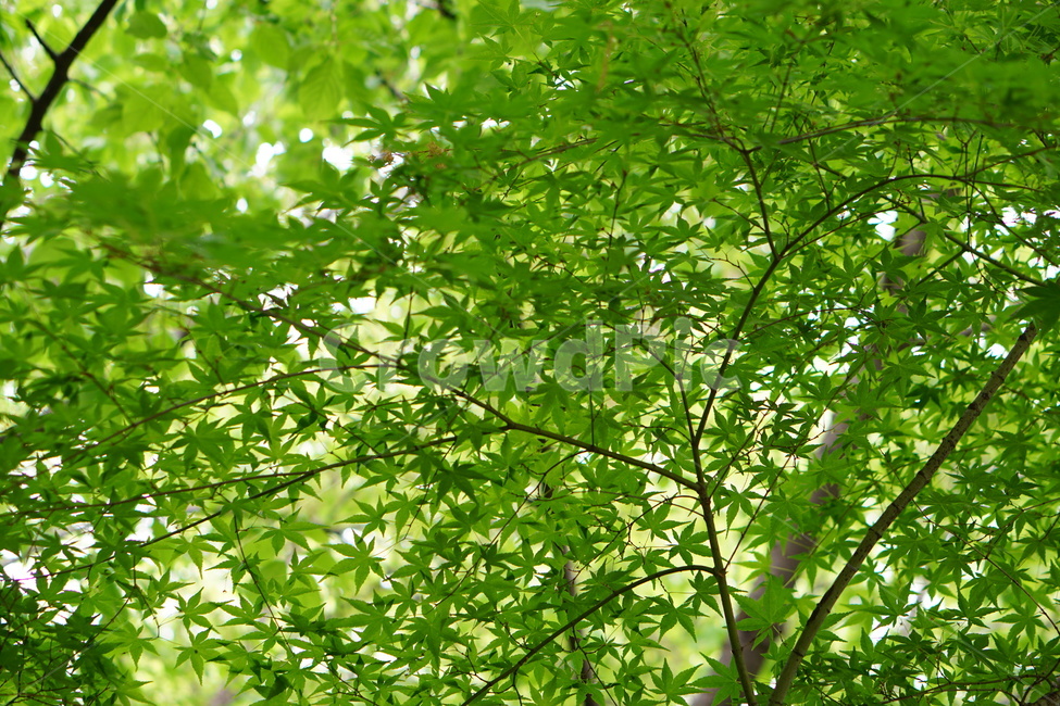 단풍,단풍나무,식물,초록,나무,식물,자연,plants,nature