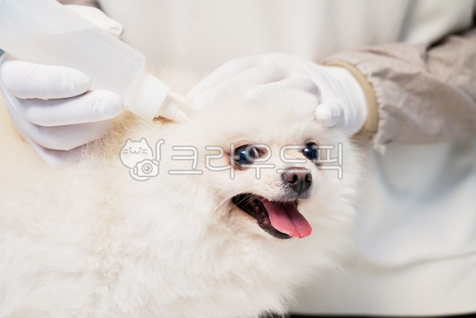 포메라니안,강아지,변려견,귀치료,수의사,개,흰색강아지,흰색털