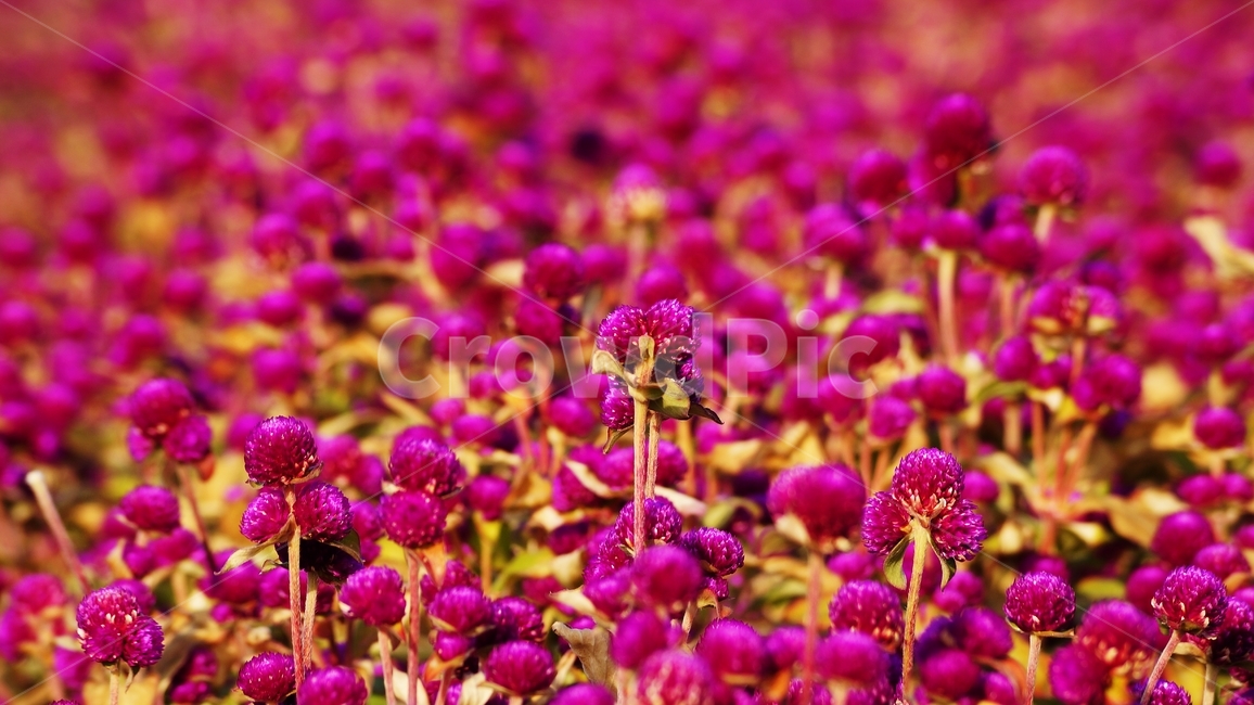 천일홍,꽃축제,꽃길,식물,자연,식물,자연,plants,nature,꽃,flower