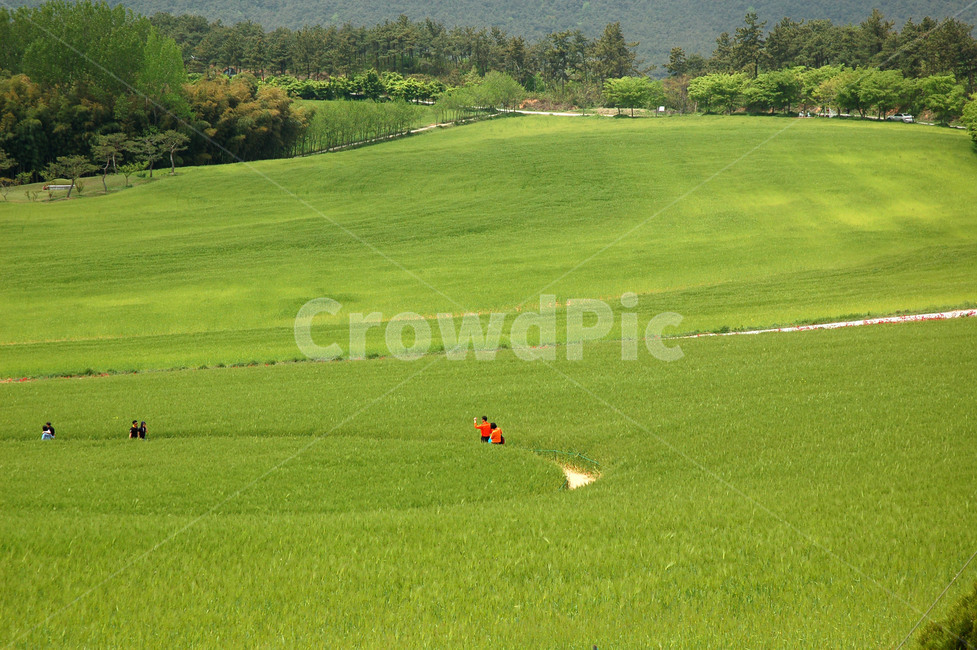 보리,보리밭,청보리축제,봄,들판,초원,픙경,barle,grassla,자연,풍경,nature,landscape,field,들,outdoors,옥외