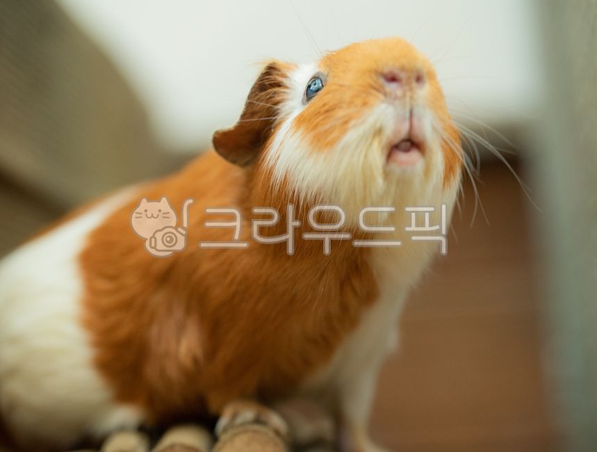 animal,동물,포유류,설치류,기니피그