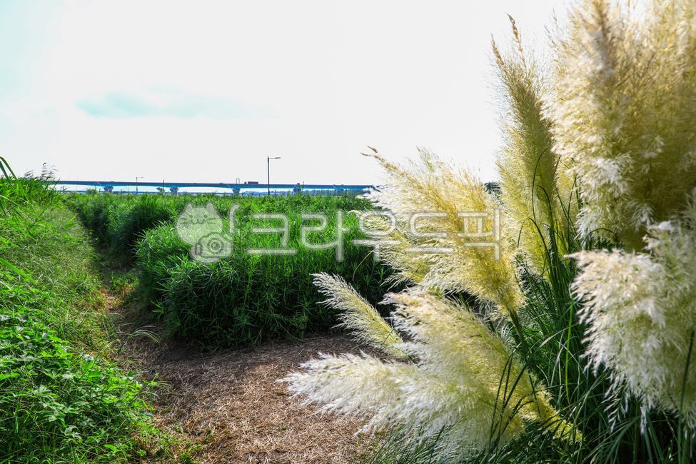 팜파스그라스,팜파스,갈대,갈색,pampasgrass,pampas,brown