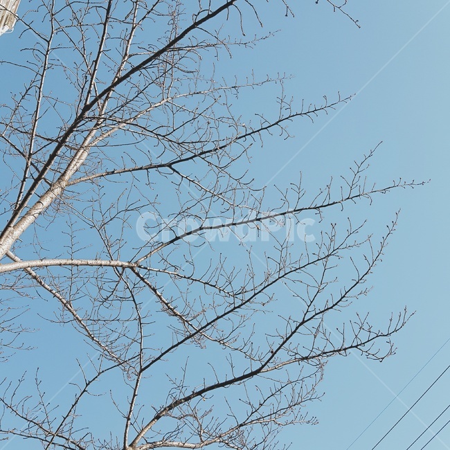 겨울,하늘,나무,겨울하늘,감성사진,식물,자연,plants,nature,나무,trees,wood