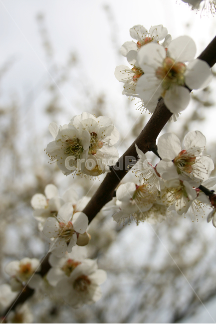 봄,매화,꽃,봄꽃,광양,봄,계절,spring,season,식물,자연,plants,nature,꽃,flower,plant