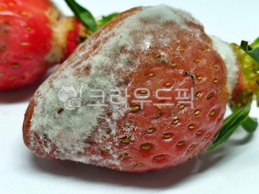 corrosion,Corruption,spoiled strawberries,fruit,spoiled fruit,strawberry,mold,rotten food,rottenfruit,Rotten food,rotten fruit,mildew,rotten strawberry,rotten