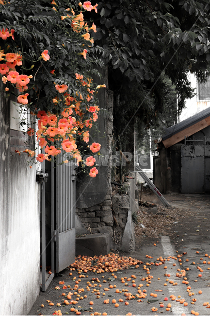 능소화,골목길,소제동,출사,거리,여름,여름꽃,식물,자연,plants,nature,꽃,flower