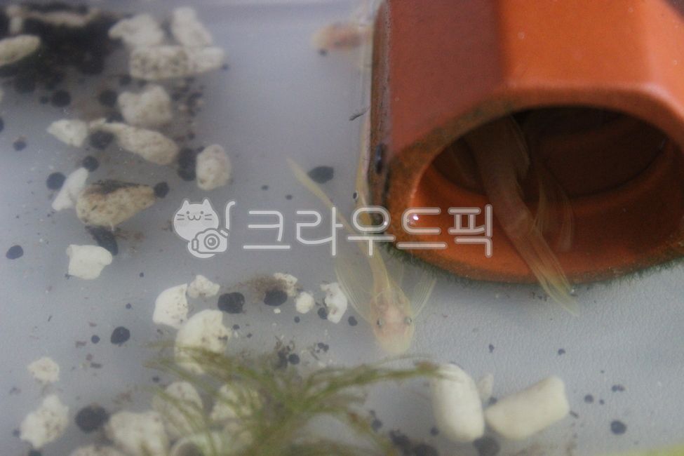 Guppy Your,goofy,water life,Annecy long pin,Annecy Short Pin,aquarium,Annecy Long Pin Your,Annecy Short Pin Your,tropical fish,Annecy,fish,water plant