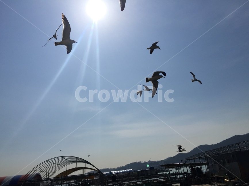 바닷가,갈매기,바다,바다갈매기,삼길포,동물,animal,조류,새,birds