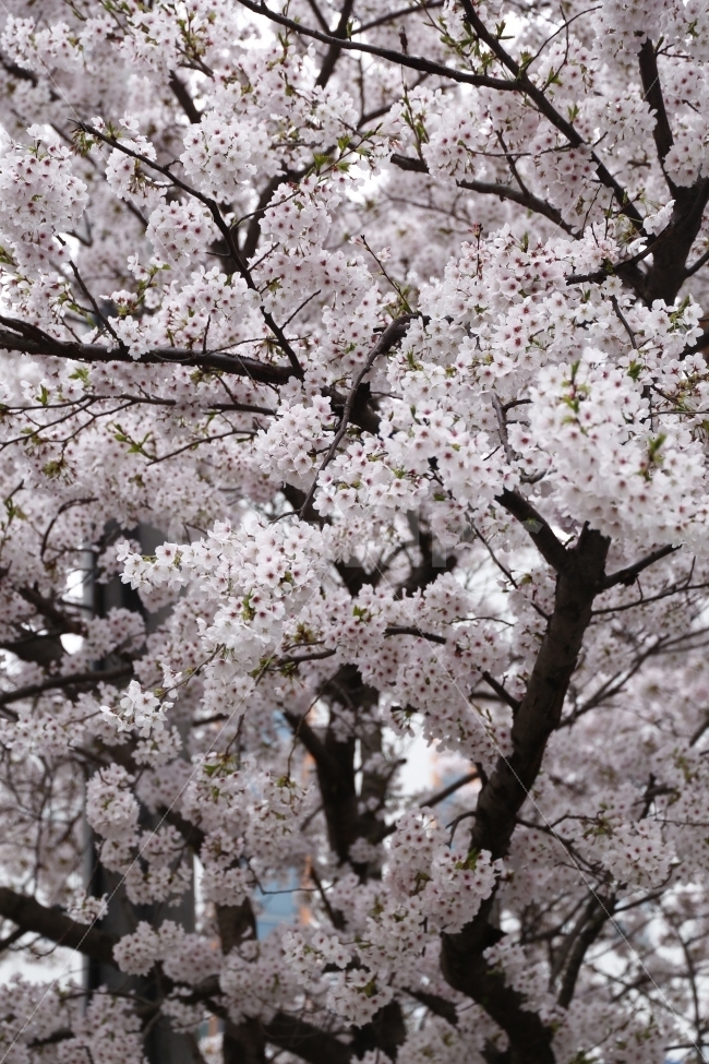 4월,벚꽃,봄의마지막,기다림,금방지는,봄,계절,spring,season,식물,자연,plants,nature,꽃,flower,plant,blossom,cherry blossom