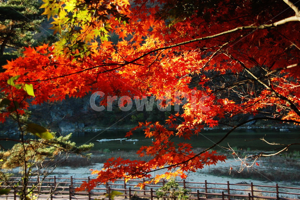 가을,단풍나무,autumn,식물,강물,붉은색