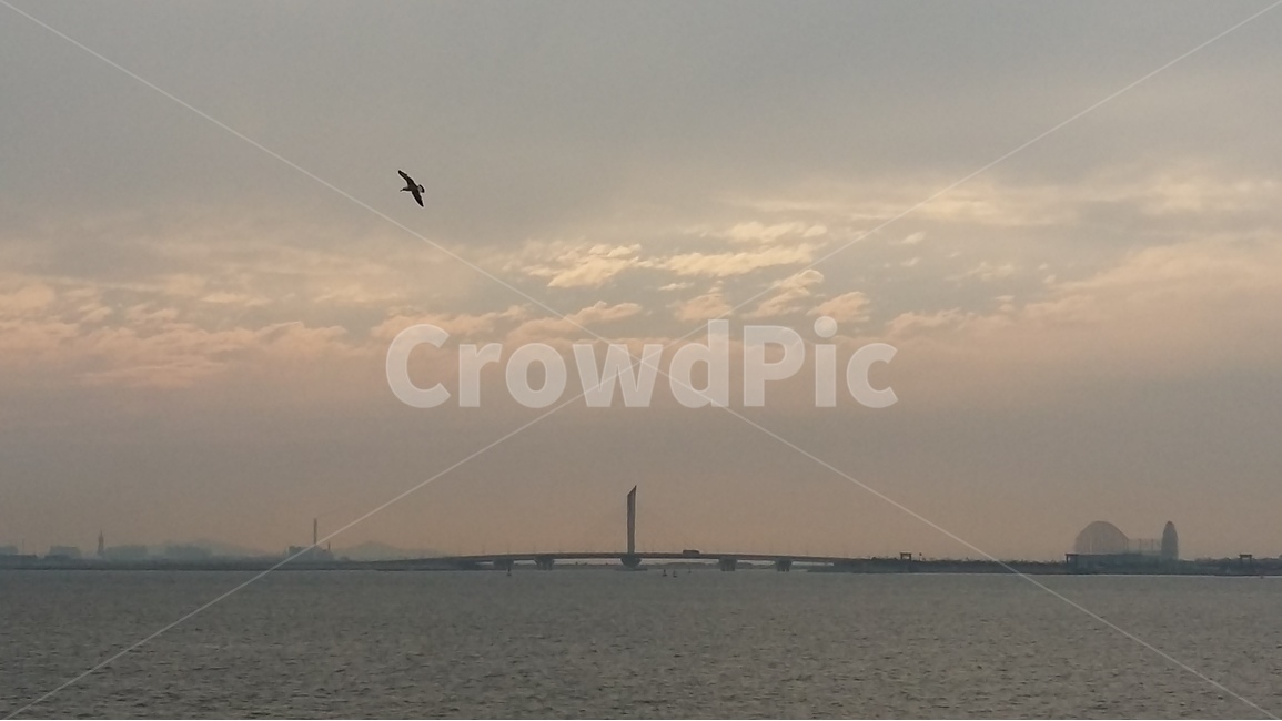 새,일출,바다,하늘,구름,sky,bird,sunrise,cloud,풍경,scenery,자연,풍경,nature,landscape,animal,동물,flying,나는