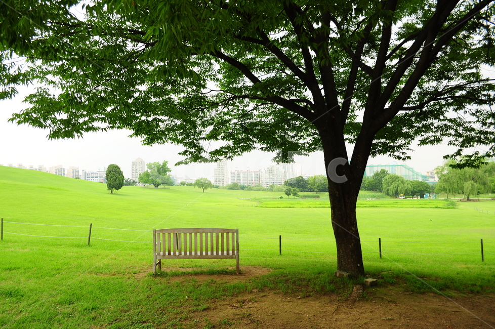 서울,올림픽공원,서울올림픽공원,나무,의자,벤치,잔디,잔디밭,도시,풍경,city,landscape,한국도시풍경,한국도시경관,korea cityscape,식물,자연,plants,nature,나무,trees,wood,furniture,가구,bench,grass,plant,outdoors,옥외,lawn,park,공원